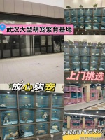 武汉哪里可以买到品相好的英短蓝白猫？武汉这里的英短蓝白猫品质优良！