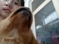 狗狗下巴疙瘩原因及处理，宠物主人必看！