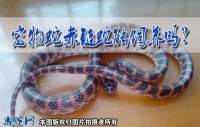 宠物蛇赤链蛇能饲养吗？