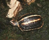 “龟，你的宠物，是主龙还是鳞龙？”