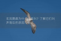 玄凤鹦鹉为什么一直叫？了解它们叫声背后的原因与需求