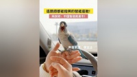 空调、泊车、宠物模式全语音搞定，国产新能源车神了！“鸟语”都能秒识别！