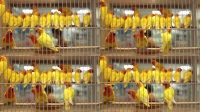 笼子里的宠物鸟