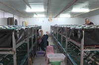 湖北赤壁：“水中黄金”游出特色致富路