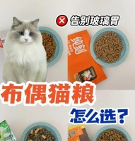 肠胃调理猫粮的正确食用方法是什么？