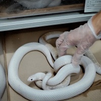 张家港海归，居然租了一块地，和300多条蛇生活在一起！