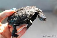 宠物知识365：#乌龟# #龟# #养龟# 水是龟类尤其是水栖性和半水栖性龟类养殖的重要环境要素条件之一。因为该类龟日常生活甚至交配活动都是在水中完成的，水源充足、水质优良是保证龟类健康生长的重要保证。这样就让水质监测及其调节成为龟类养殖的常规工作及基本技术。
一般饲养水龟多用自来水，基本上属于中性水，其硬度、酸碱度都符合饲养水龟的要求，所以在这方面不必过多担心，(除一些例外品种)但是，自来水用来...