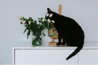 猫粮怎么选哪个牌子好？2026性价比高的国产猫粮推荐品牌清单