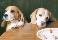 狗狗的肠胃经不起这样的投喂，做错的宠主快改吧