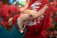 【视频+图集】小萌蛇出gai啦！游客：这条牛蛇很“蛇”牛｜请到广东过大年