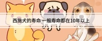 西施犬的寿命 一般寿命都在10年以上