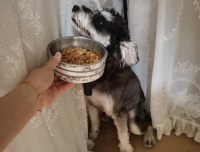 狗子严重挑食怎么办？这个方法轻松解决，再也不用追着喂