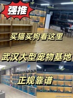 武汉买宠物猫狗哪里比较安全?(武汉)这里买宠物安全可靠有保障