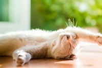 犬猫肠梗阻症状详解