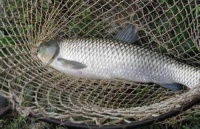 草鱼白头白嘴病治疗攻略，宠物鱼养护必看！