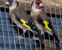 看看老外都养些什么鸟——欧美笼养鸟种全介绍