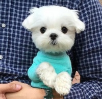 上海松江区宠物救助领养电话 沪语热线 上海本地人组织