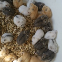 [仓鼠批发]仓鼠 小宠物熊价格6元/只