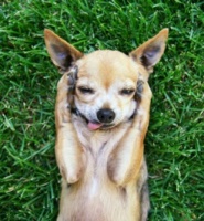 “宠物狗饮食调节发情周期指南”