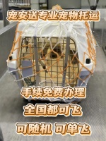 宠物托运全国服务Top5口碑榜：安全靠谱推荐！