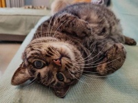 猫咪专属“老鼠干”抱枕爆红，抽象画风让人笑疯：这真是定制的？