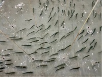 从“大海的馈赠”到“科技的耕耘”——浙江蓝点马鲛鱼人工养殖取得重大突破