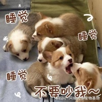 武汉宠物猫狗在哪里买靠谱？这里实体店选购宠物，放心大胆挑吧