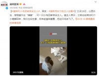 小猫抓鸟全过程