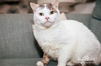 宠物猫是怎么照顾的