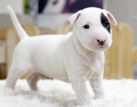 众上海国际宠物托运