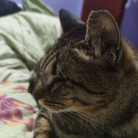 猪咪的日常护理