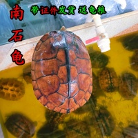 外塘石金钱大龟 食用南石龟煲汤肉龟 繁殖下蛋健康好养宠物深水龟