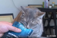 鲜粮兴起 宠物饮食迎“鲜”风口