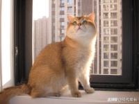 如何科学引导孩子养宠物？心理专家给出“两个替代”的建议