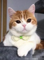 宠物猫的被子怎么清洗