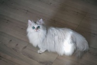 宠物猫粪便怎么处理干净