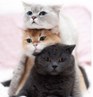 猫粮和猫罐头怎么选，猫罐头品牌排行榜