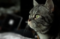 2026优质国产猫粮科普：从筛选标准到口碑款，全龄段猫咪适配指南