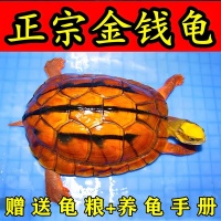纯正金钱龟正宗金钱龟活物宠物招财黄金龟小宠物乌龟稀有观赏龟苗