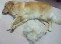 夏季狗狗掉毛该怎么处理呢？
