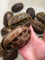 为什么养龟不能用圆缸（圆缸养龟不好有科学依据吗）