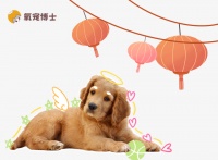 狗狗过年不带回家怎么办？3种科学安置方案+避坑指南