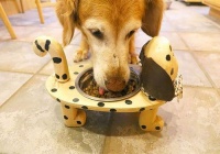 宠物狗减脂餐怎么做好吃