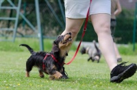 狗狗行为调整训练