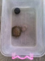 巴西龟便便观察指南，宠物粪便识别必备！