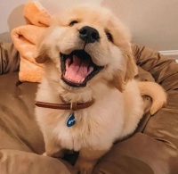 2025给狗子吃点好的