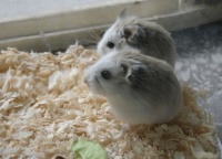 仓鼠太能生了，一年生几大窝，主人都想给它们吃避孕药了