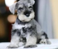 一岁雪纳瑞，每日食量参考：适量为主，健康为要。