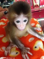 小石猴一只多少钱，东北哪里有卖石猴多少钱一只