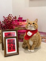 自己给猫准备马年新春餐，适合猫咪的低脂肉罐搭配技巧